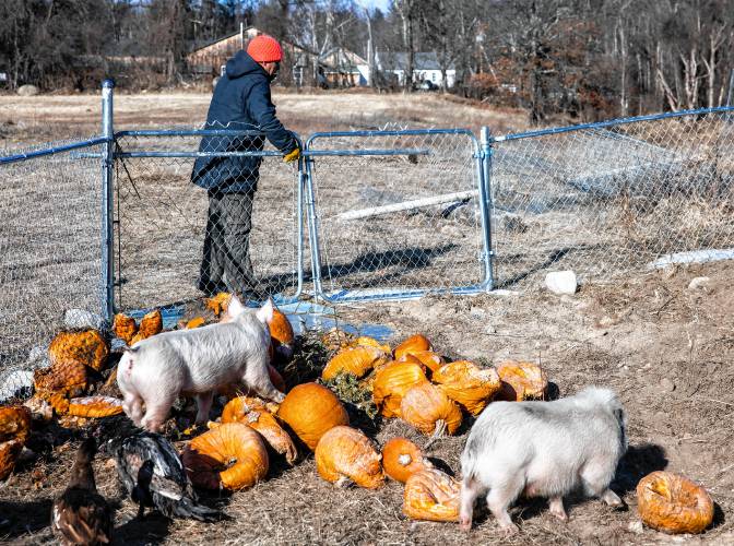 James Meinecke opens up the gate where they feed with food waste scraps at Lewis Fam in Concord. Starting Feb. 1, James Meinecke and Rebecca McWilliams’ farm can accept food waste after New Hampshire’s new statewide food waste ban goes into effect. Lewis Farm is gearing up to handle an influx of commercial food scraps.