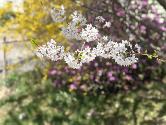 A white-colored Viburnum blossom in front of a Forsytia bush on South Street in downtown Concord.
