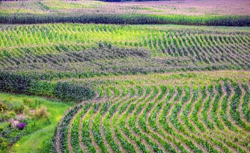 Corn fields from Highway View Farm in Boscawen owned by the Crete family.