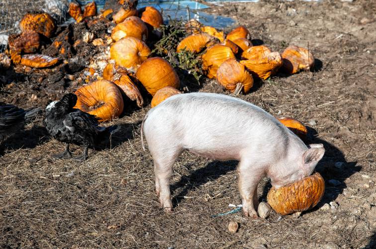 A pig chews on the pumpkins dropped off at Lewis Farm on Silk Farm Road in Concord. But, starting Feb. 1, James Meinecke and Rebecca McWilliams’ farm can accept food waste after New Hampshire’s new statewide food waste ban goes into effect. Lewis Farm is gearing up to handle an influx of commercial food scraps.