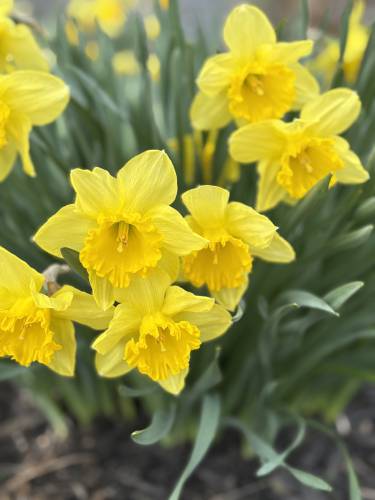 Daffodils in full blossom in the South End of Concord.
