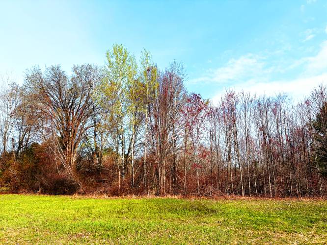 Trees at Martin Field in the South End of Concord are started to blossom.