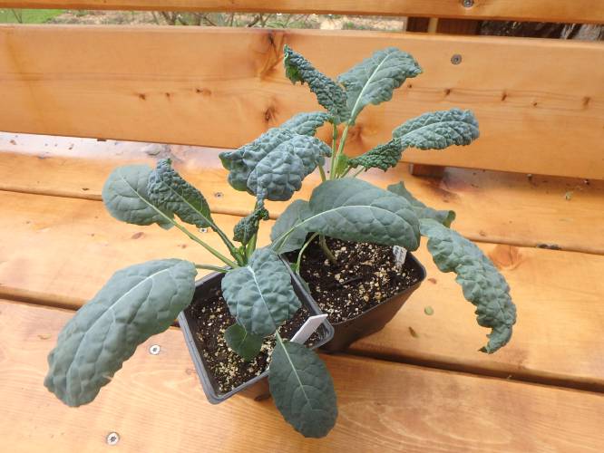 This kale was started indoors on Feb. 22 and needs to be hardened off before going in the ground in early May.