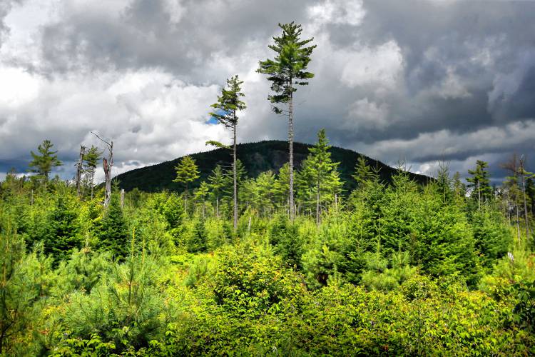 In this Aug. 5, 2015 file photo, a forest grows back beneath a few uncut white pines several years after it was logged near Soubunge Mountain in northern Maine.