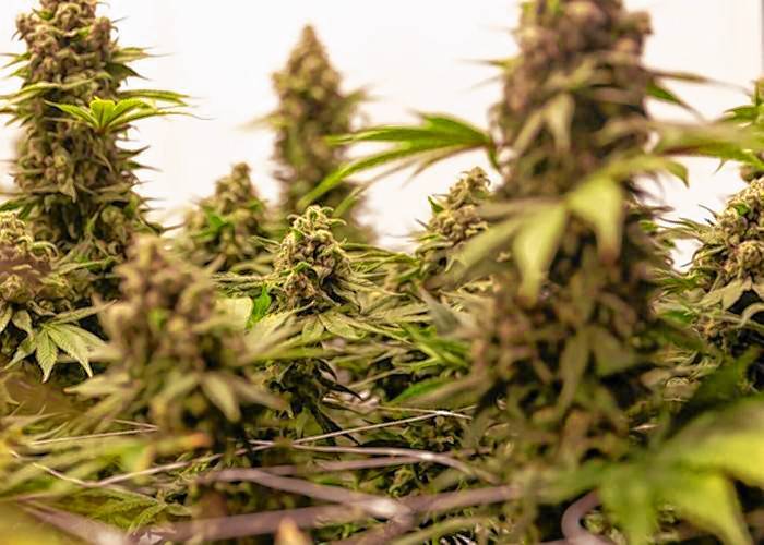 Cultivation technicians at Prime ATC (now GraniteLeaf Cannabis) trim marijuana plants in the late stage of flowering, in one of the flowering areas, in Peterborough in 2023. The company is one of three firms approved by the state to grow and sell medical marijuana. Cultivation technicians at Prime ATC (now GraniteLeaf Cannabis) trim marijuana plants in the late stage of flowering, in one of the flowering areas, in Peterborough in 2023. The company is one of three firms approved by the state to grow and sell medical marijuana.