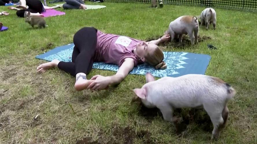 In this image taken from video, piglets interact with instructor Ashley Bousquet during an outdoor yoga class, Friday, May 17, 2024, in Spencer, Mass.