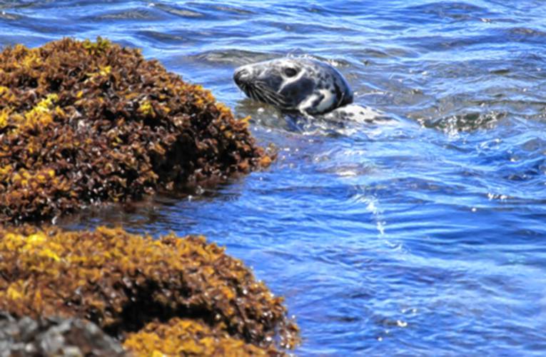 Seacoast Science Center Marine Mammal Rescue shared this photo from the scene: Seacoast Science Center Marine Mammal Rescue shared this photo from the scene: