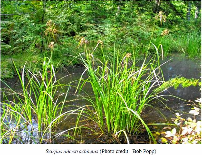 Northern bulrush (Scirpus ancistrochaetus) Northern bulrush (Scirpus ancistrochaetus)