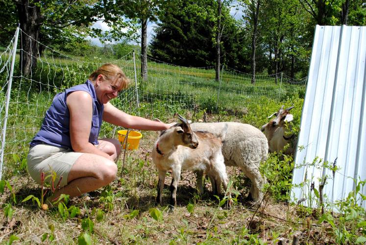 Ayn Whytemare pats Daffodil, a 5-month-old goat she's using to clear brush and poison ivy away from the Route 3 stone wall on her uncle's land in Pembroke.