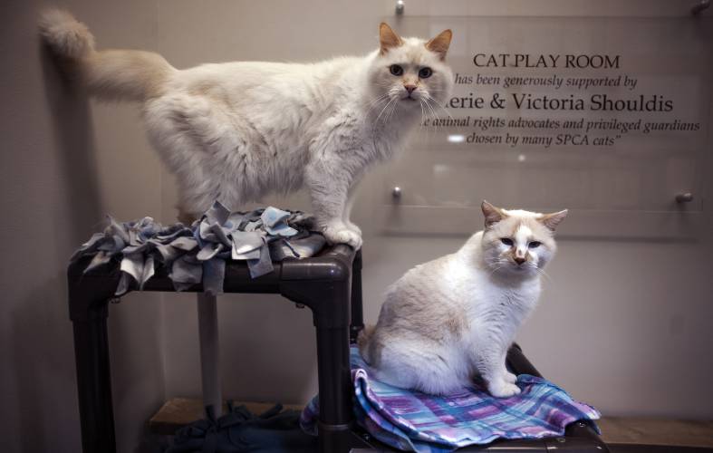 Frankie (left) and Jerry, 14-year-old domestic medium hair cream colored cats, in the cat play room at the Pope Memorial SPCA of Concord on Tuesday, July 2. Frankie came with his bonded mate Jerry after their owner died. The pair are not brothers but have been together their whole lives. Frankie is  more outgoing; Jerry is the quieter of the two and has been the most affected by being in the shelter. The staff at Pope want the pair to be adopted together.