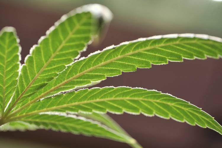 This Monday, May 20, 2019 file photo shows a marijuana leaf on a plant at a cannabis grow at Loving Kindness Farms in Gardena, Calif. This Monday, May 20, 2019 file photo shows a marijuana leaf on a plant at a cannabis grow at Loving Kindness Farms in Gardena, Calif.
