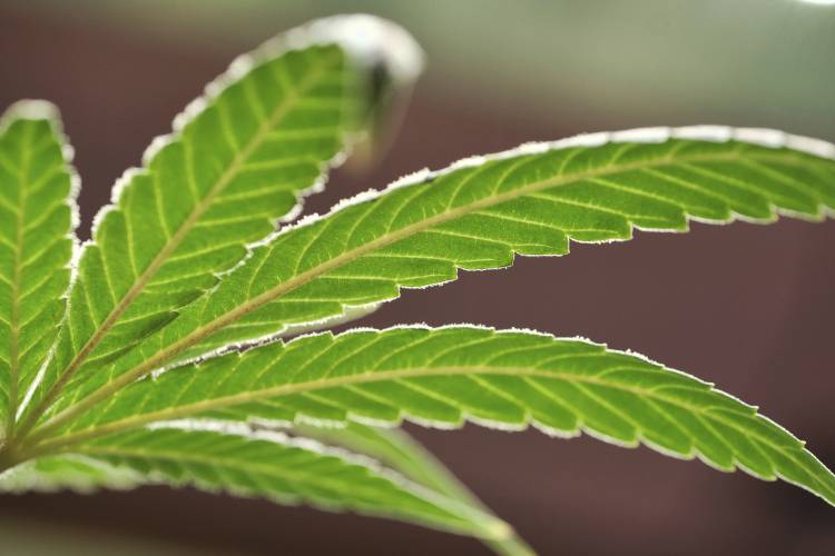 This Monday, May 20, 2019 file photo shows a marijuana leaf on a plant at a cannabis grow at Loving Kindness Farms in Gardena, Calif.