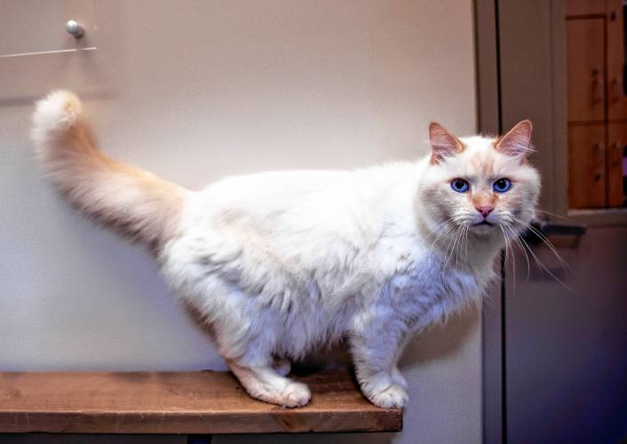 Frankie, a 14-year-old domestic medium hair cream colored cat, rests in the cat play room at the Pope Memorial SPCA of Concord on Tuesday, July 2, 2024. Frankie came with his bonded mate Jerry after their owner died. The pair are not brothers but have been together their whole lives. Frankieâs is the more outgoing; Jerry is the quieter of the two and has been the most affected by being in the shelter. The staff at Pope want the pair to be adopted together.