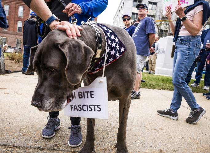 There were many pets at the latest 'Hands Off' protest at the New Hampshire State House and around the country on Saturday, April 19, 2025.