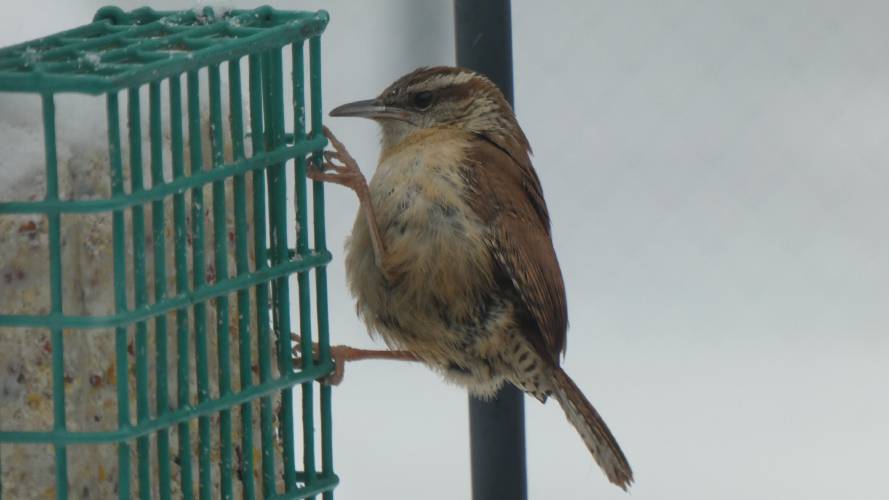 This Carolina wren has been a recent visitor in Cathy Newton’s backyard in Shelburne Falls, Mass.
