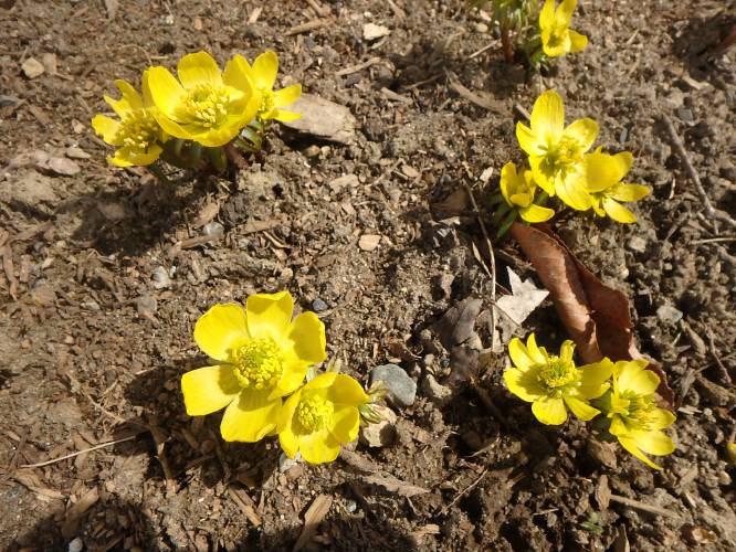 Crocus poking out of the ground is a sure sign that spring is close at hand. Crocus poking out of the ground is a sure sign that spring is close at hand.