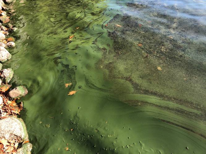 A cyanobacteria bloom on Nubanusit Lake in Hancock a few years ago.