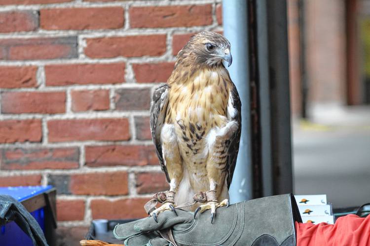 A red-tailed hawk rests on the arm of Maria Colby, who runs Wings of Dawn in Henniker. Colby works closely with the state’s Department of Fish and Game to help rehabilitate birds and other wildlife.