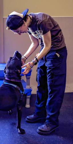 Animal Care Tech Skyeler Dierolf comforts Buddy, a Lab Pitbull mix inside the playroom of the Pope Memorial SPCA of Concord on Tuesday, July 2, 2024. Buddy has been at the shelter for 145 days even with his friendly demeanor. Deirolf hopes that the open house on July 13th helps Buddy find a home. He needs outside space to help calm him after being in the shelter for so long.