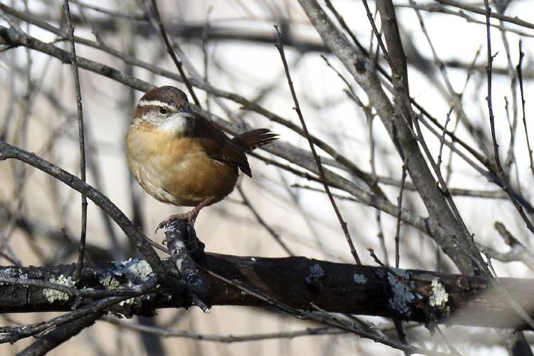 A recent Christmas Bird Count in Athol, Mass., saw some changes in the number of birds seen. The Carolina wren, for example, had been seen in higher numbers, likely due to the recent mild winters.