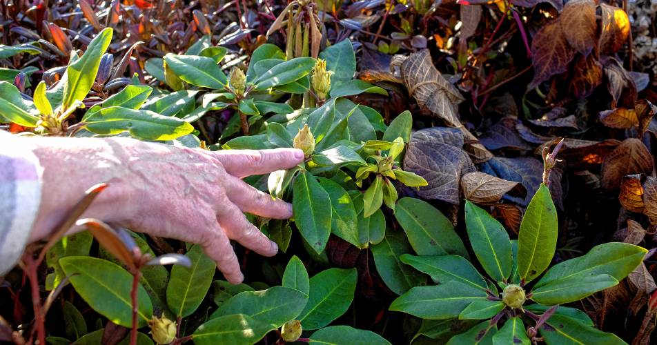 Lisa Mills of Nicole’s Greenhouse and Florist in Pembroke shows some of the plants that need protecting, especially from the wind in the winter months. Some, like Rhododendrons are already budding at this time of year.