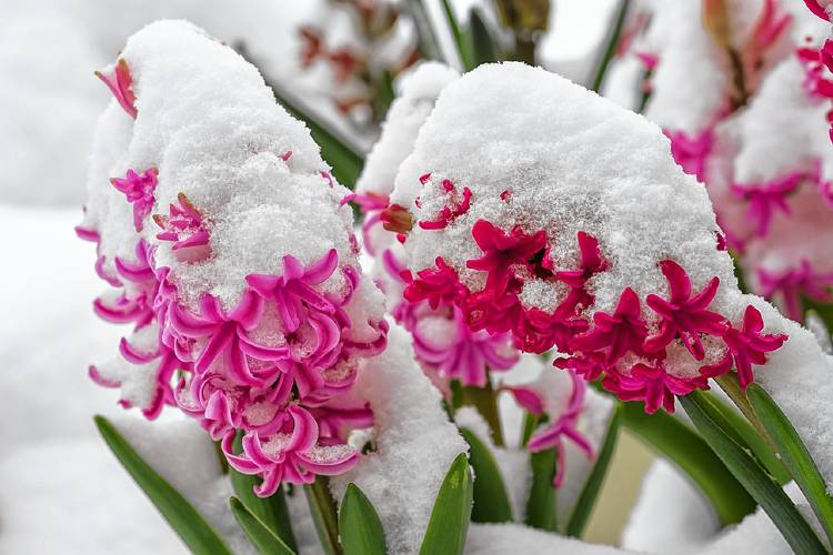 Spring hyacinth in snow