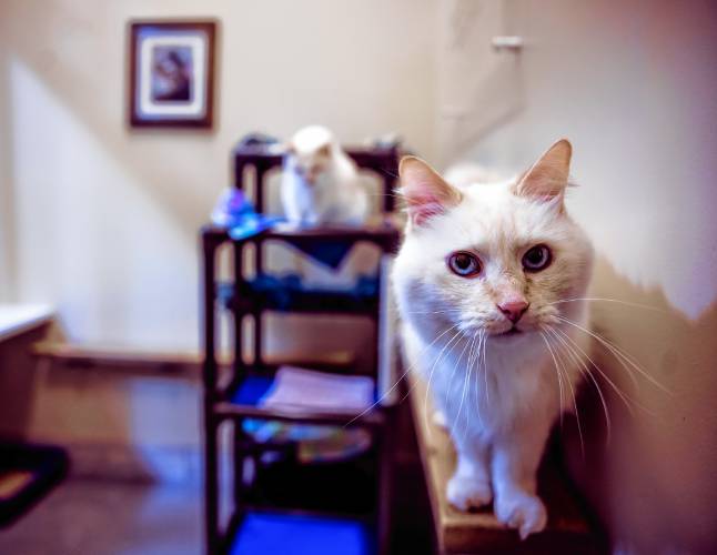 Frankie, a 14-year-old domestic medium hair cream colored cat, sits in the cat play room at the Pope Memorial SPCA of Concord on Tuesday, July 2, 2024. Frankie came with his bonded mate Jerry after their owner died. The pair are not brothers but have been together their whole lives. Frankie’s is the more outgoing; Jerry is the quieter of the two and has been the most affected by being in the shelter. The staff at Pope want the pair to be adopted together.
