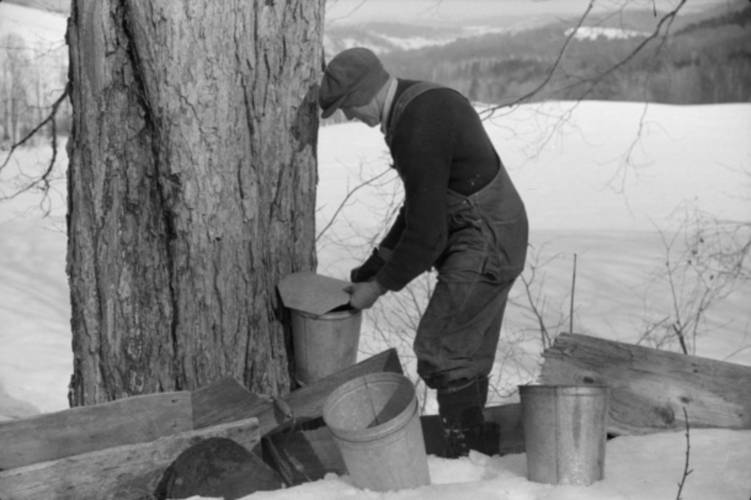 Each spring, I think about the old days collecting all that the sugar maples could give us.