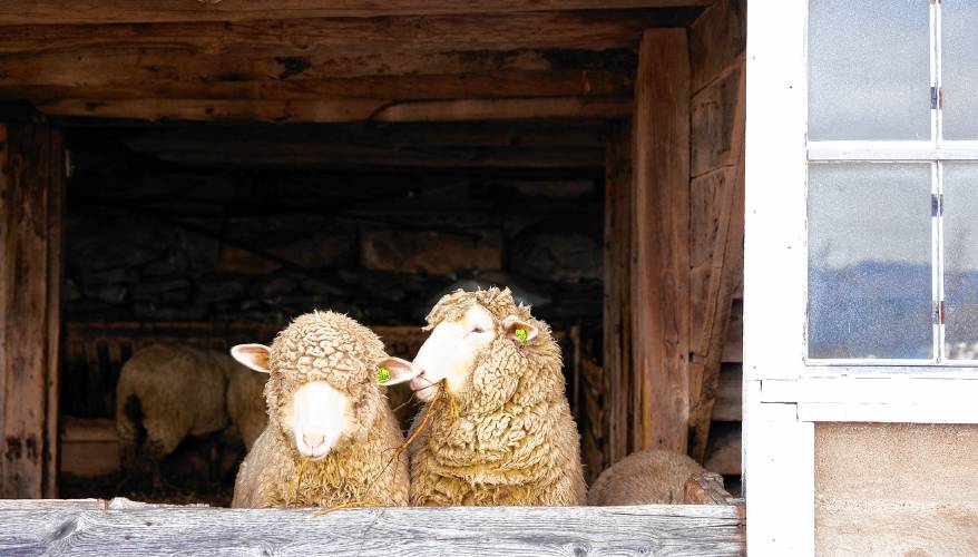 Sheep eat in a covered trough at Windswept Farm in Loudon on Saturday, March 22, 2025. Jeff Moore wants to build a roof over his open air cow trough so that he can put solar panels and have protection from the elements for his cows like his sheep have.