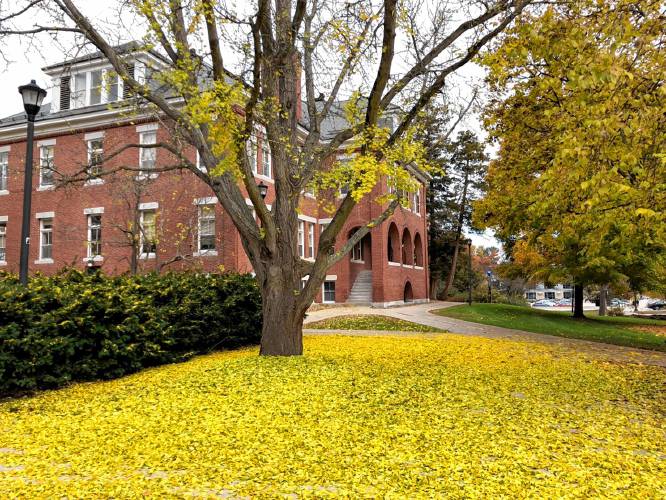 The ginkgo tree on the UNH Durham campus dropped its leaves on Nov. 11 this year - the latest in the season that has ever happened. Ginkgo trees drop all their leaves when the first hard frost arrives.