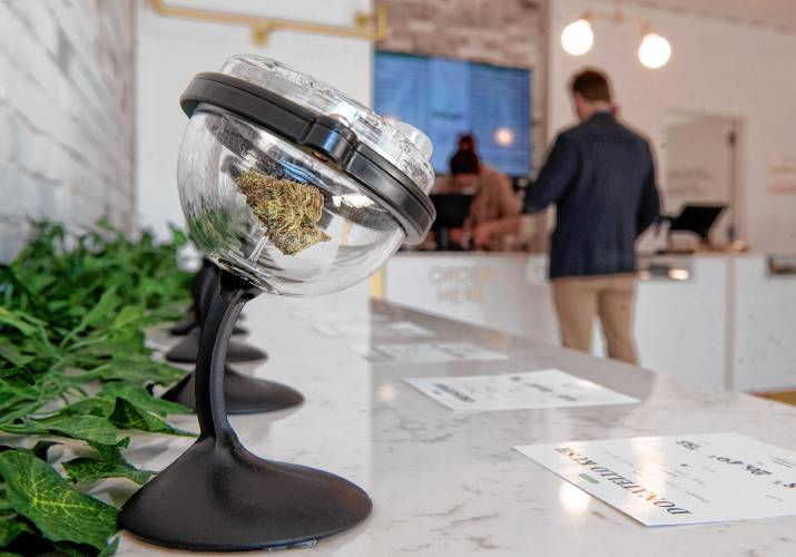 A variety of bud named Donnatello Kush is one of 15 displayed under magnifying glasses on the “bud bar” at Balagan Cannabis during the Northampton dispensary’s first day of business in 2021. A variety of bud named Donnatello Kush is one of 15 displayed under magnifying glasses on the “bud bar” at Balagan Cannabis during the Northampton dispensary’s first day of business in 2021.