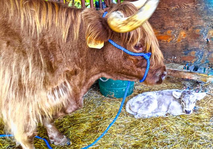 Kavi, a Scottish Highland cow, with her day-old calf Crackle at Miles Smith Farm. At first, Crackle would not nurse, but now he’s a thriving bottle-fed calf. Kavi, a Scottish Highland cow, with her day-old calf Crackle at Miles Smith Farm. At first, Crackle would not nurse, but now he’s a thriving bottle-fed calf.