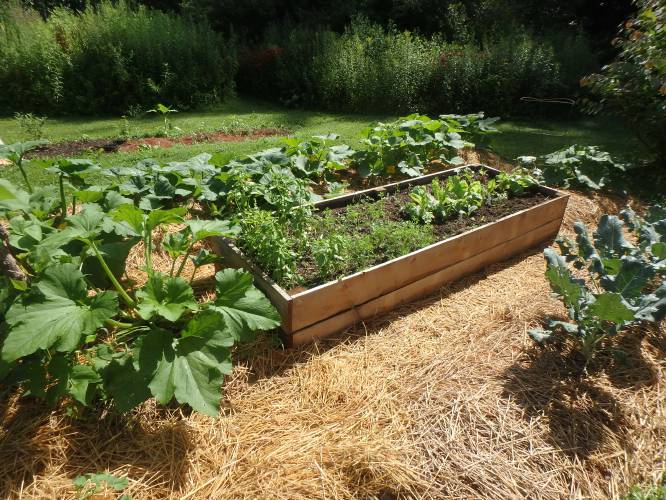 Raised beds are easier to weed and harvest.
