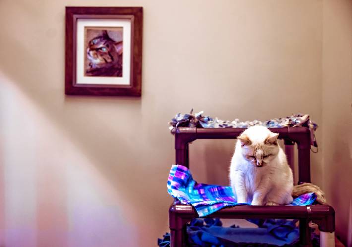 Jerry, a 14-year-old domestic medium hair cream colored cat, rests in the cat play room at the Pope Memorial SPCA of Concord on Tuesday, July 2, 2024. Jerry came with his bonded mate Frankie after their owner died. The pair are not brothers but have been together their whole lives. Jerry is the quieter of the two and has been the most affected by being in the shelter. The staff at Pope want the pair to be adopted together.