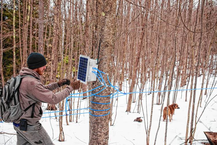 Jeff Moore checks one of the many solar-powered vacuum sensor stations out in the woods at the Windswept Maples Farm in Loudon. The radio-controlled device sends information back to the main evaporator space and communicates with other sensing stations on the vacuum strength of the tubing for maximum efficiency.