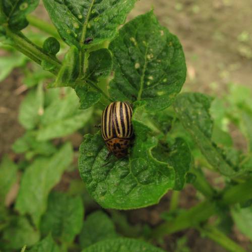 This potato beetle will lay orange eggs under potato leaves. Remove them all!
