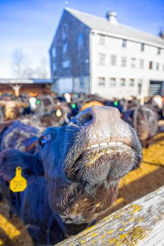 One of the cows at Windswept Farm in Loudon waits to be fed on Saturday, March 22, 2025. Jeff Moore wants to put a roof over the feeding trough to protect the animals in the winter and put on south-facing solar panels.