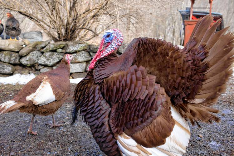 Tessa Dyer’s tom turkey Brewster and other birds have been flooded out of the coop in her backyard.