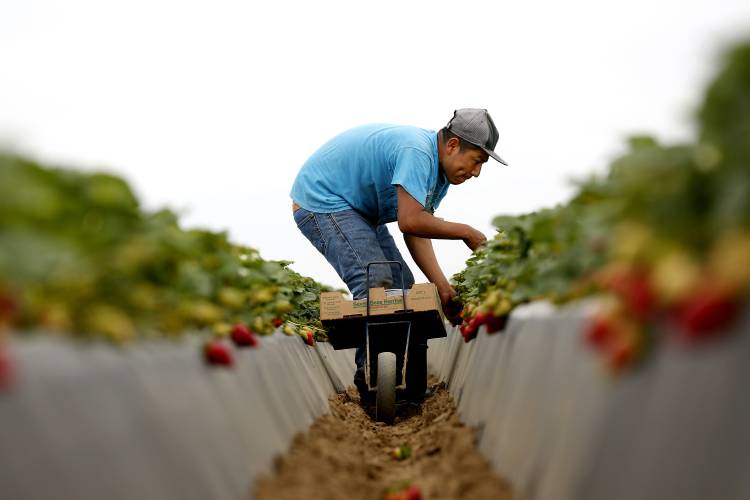 A worker picks strawberries in California in 2017.