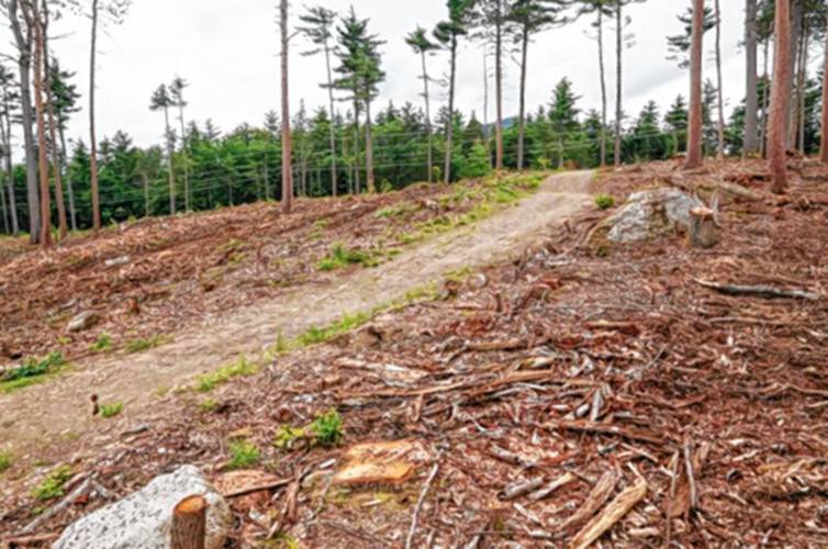 Debris from the recent clear-cut of dead and dying trees covers the ground near the powerlines in North Conway's Whitaker Woods, seen here on June 11. Debris from the recent clear-cut of dead and dying trees covers the ground near the powerlines in North Conway's Whitaker Woods, seen here on June 11.