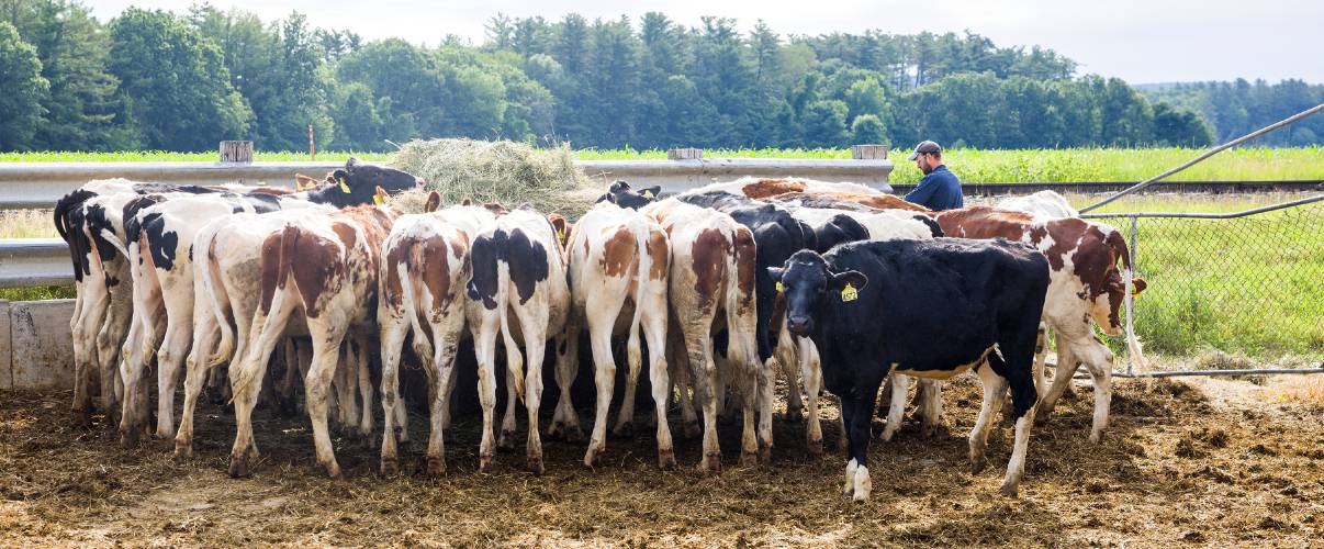 Kevin Morrill drops a round bail of hay to feed cows on the farm on June 26, 2025.