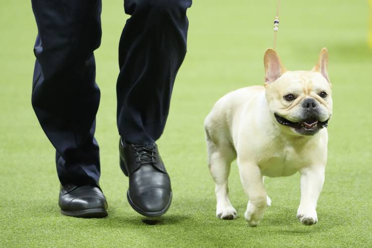 FILE - Winston, a French bulldog, competes in the non-sporting group competition during the 147th Westminster Kennel Club Dog show, Monday, May 8, 2023, in New York. Frenchies remained the United States' most commonly registered purebred dogs last year, according to American Kennel Club rankings released Wednesday, March 20, 2024. After French bulldogs, the most common breeds registered were Labs, golden retrievers, German shepherds, poodles and others. (AP Photo/Mary Altaffer, File)