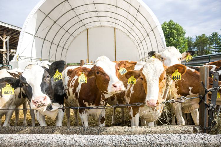 Milking cows eat their morning hay at the Morrill Farm on June 26, 2025.