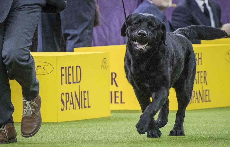 FILE - Memo, a Labrador retriever, competes in the sporting group during the 142nd Westminster Kennel Club Dog Show, at Madison Square Garden in New York, Feb. 13, 2018. Frenchies remained the United States' most commonly registered purebred dogs last year, according to American Kennel Club rankings released Wednesday, March 20, 2024. After French bulldogs, the most common breeds registered were Labs, golden retrievers, German shepherds, poodles, and others. (AP Photo/Mary...
