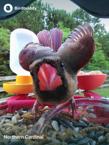 A cardinal on a Bird buddy bird feeder in his backyard in Cumming, Georgia. 
