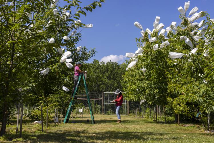 Linda McGuigan, tissue culture lab manager, records data as Hana Wood, an undergraduate research aide, pollinates flowers on an American chestnut tree at a SUNY ESF field research station in Syracuse, N.Y., in July 2022. MUST CREDIT: Lauren Petracca for The Washington Post
