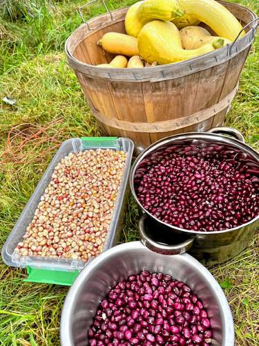 Harvest from the Native American seeds collected at Kearsarge Food Hub.