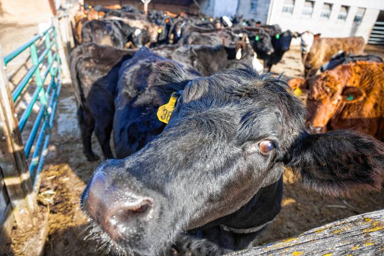 One of the cows at Windswept Farm in Loudon waits to be fed on Saturday, March 22, 2025. Jeff Moore wants to put a roof over the feeding trough to protect the animals in the winter and put on south-facing solar panels.