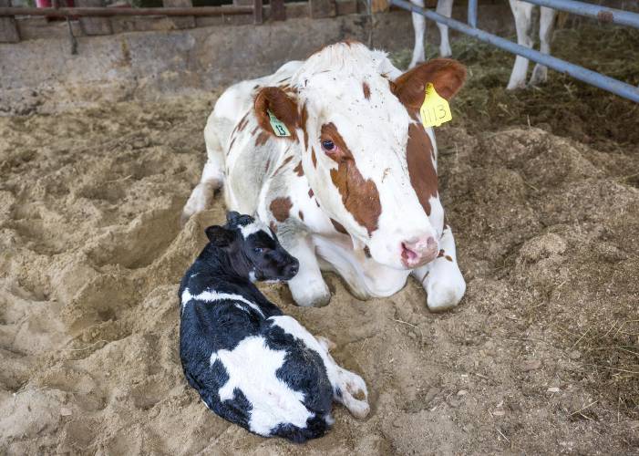An hour-old calf sits next to its mother at the Morrill Farm on June 26.