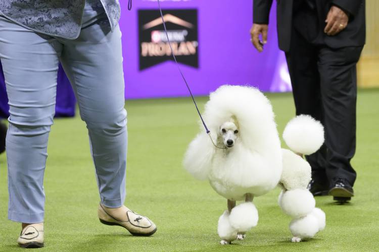 FILE - Lily, a miniature poodle, competes in the non-sporting group competition during the 147th Westminster Kennel Club Dog show, Monday, May 8, 2023, in New York. Frenchies remained the United States' most commonly registered purebred dogs last year, according to American Kennel Club rankings released Wednesday, March 20, 2024. After French bulldogs, the most common breeds registered were Labs, golden retrievers, German shepherds, poodles, and others. (AP Photo/Mary Altaffer, File)